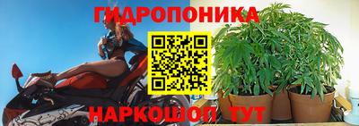 прущие грибы Гатчина