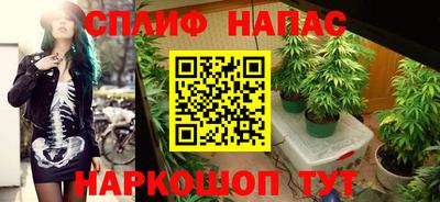 прущие грибы Гатчина